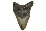 Fossil Megalodon Tooth - North Carolina #344052-1
